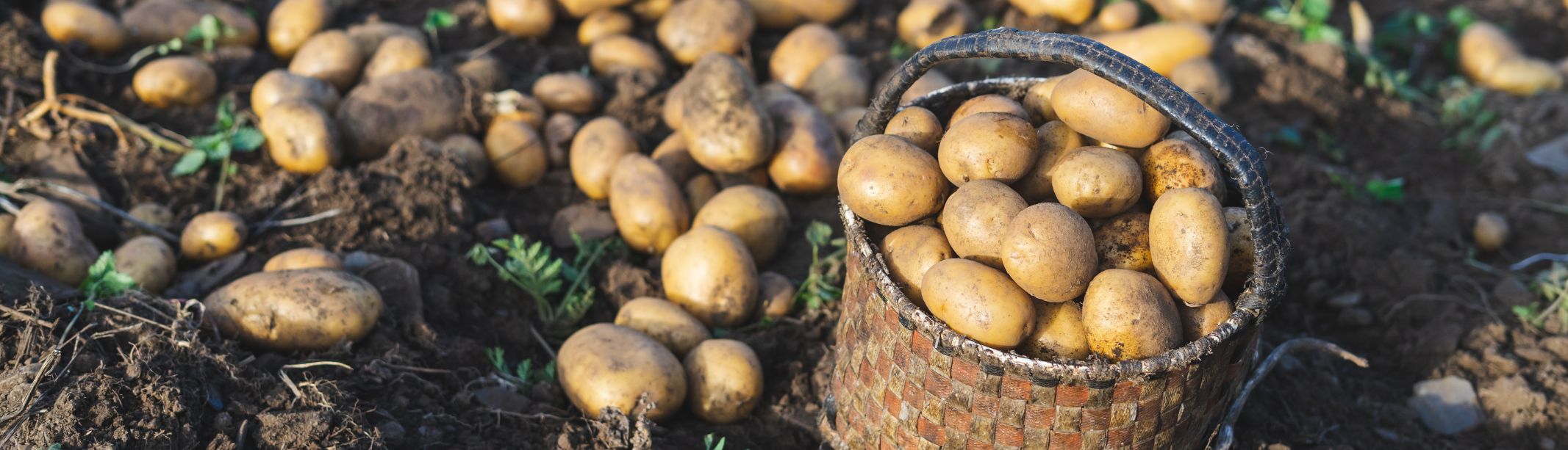 Las propiedades de las patatas